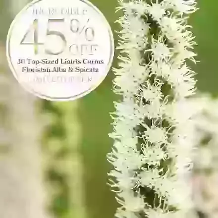 30 top sized Liatris Spicata and Floristan Alba